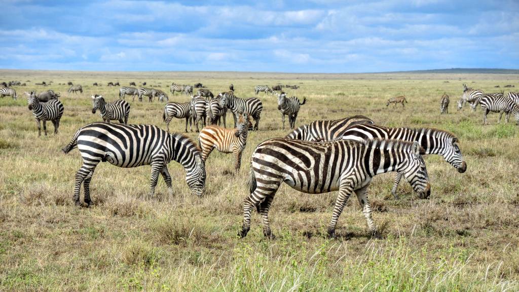Safari in Tanzania: guida pratica per organizzare il tour